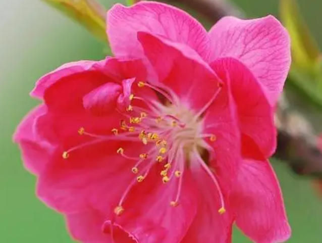 桃花代表什么生肖 桃花代表什么生肖