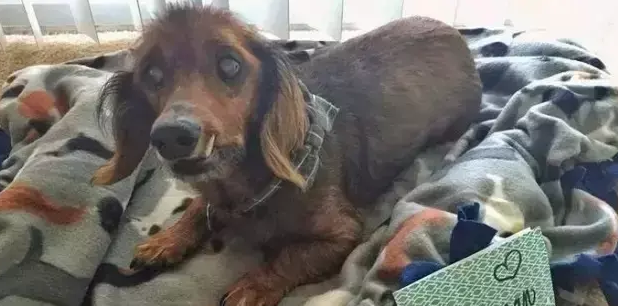 这只18岁的腊肠犬，有一张专属于它的“愿望清单”