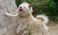中国四大猎犬第一名