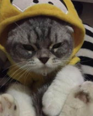 i主人嫌胶带不好撕,让家里懒猫来咬,猫:这年头混口饭吃不容易 i主人嫌胶带不好撕,让家里懒猫来咬,猫:这年头混口饭吃不容易