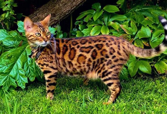 野生豹猫和家猫杂交的品种图片