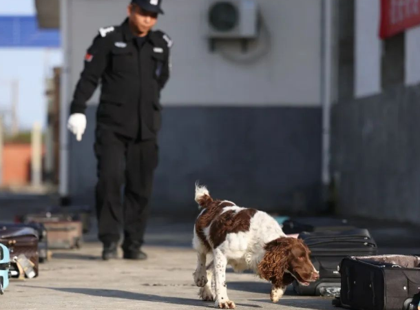 警犬“评职称”现场！来看西安现场报道！