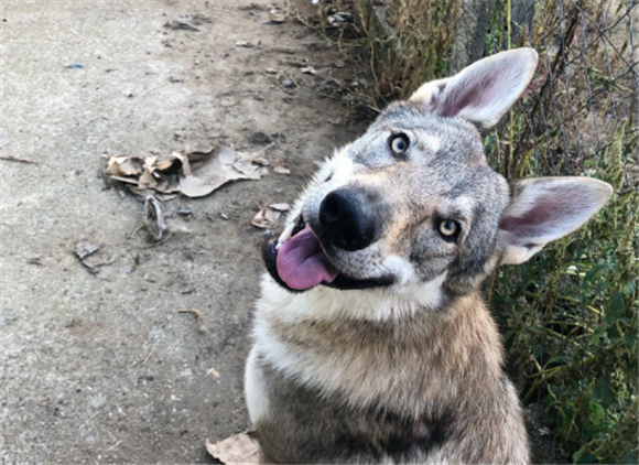 捷克狼犬一天吃几斤肉