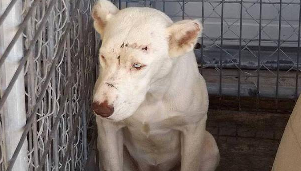 比特犬在自然保护区出没,引游客网友热议:流浪狗该如何救助? 比特犬在自然保护区出没,引游客网友热议:流浪狗该如何救助?