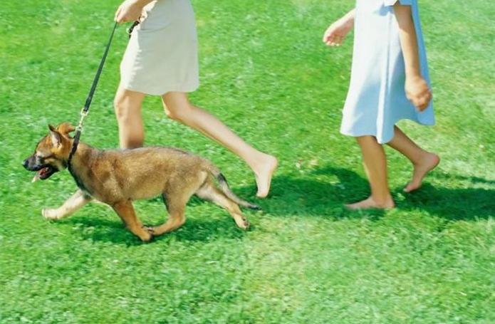 吉安发布文明养犬通告 严禁不拴犬绳犬只出户 吉安发布文明养犬通告 严禁不拴犬绳犬只出户