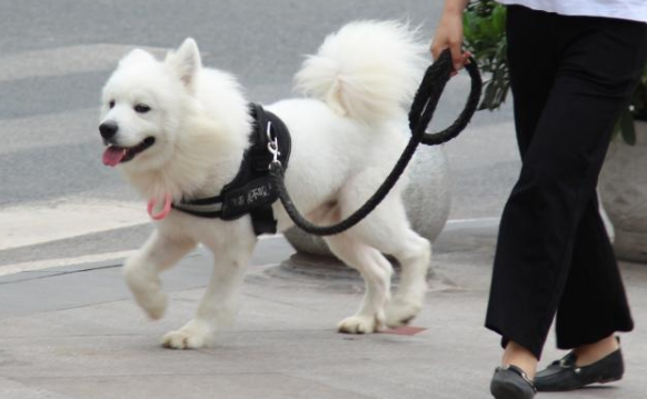 牵了绳遛狗,没咬人也可能出事,案例:狗吓到路人致伤残,犬主赔9万多元 牵了绳遛狗,没咬人也可能出事,案例:狗吓到路人致伤残,犬主赔9万多元