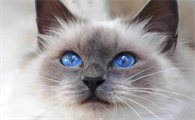 蓝眼睛的猫稀有吗