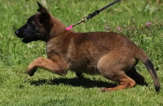 杂交的小马犬一天喂几次 杂交的小马犬一天喂几次