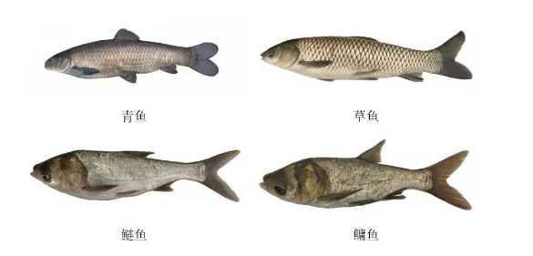 鱼的养殖密度