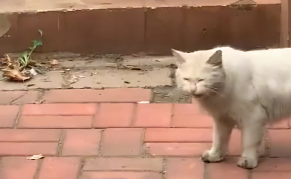 天津女子偶遇喂过的流浪猫,被带回猫窝后看到惊喜一幕:当妈了 天津女子偶遇喂过的流浪猫,被带回猫窝后看到惊喜一幕:当妈了