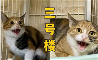 本喵叫兔兔猫德学院