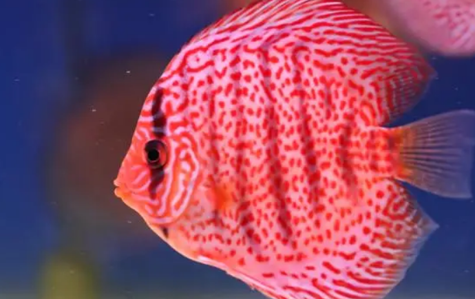 热带鱼招财猫吃什么 喜欢吃的东西主要有泥鳅 热带鱼招财猫吃什么 喜欢吃的东西主要有泥鳅