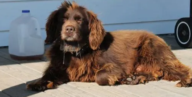 博伊金猎犬好养吗 注意饭后立刻洗碗