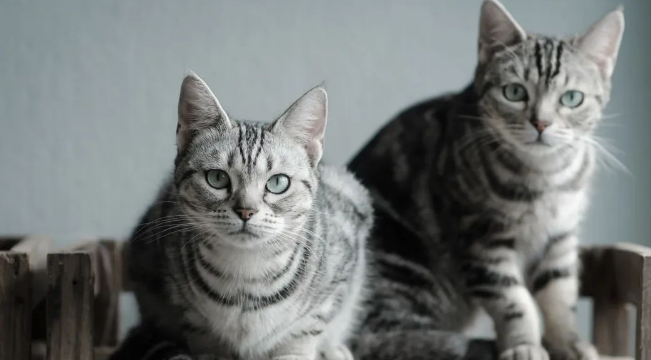 年度最受欢迎的十大猫咪品种,第1名你养过吗? 年度最受欢迎的十大猫咪品种,第1名你养过吗?