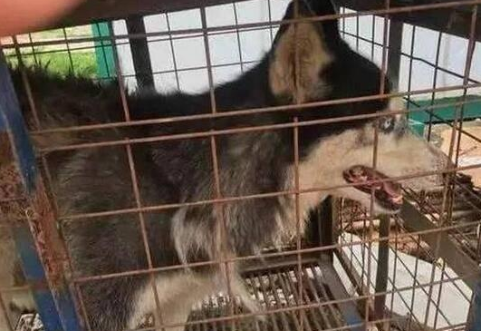 二哈偷跑出去被绑架,别人说要1000块赎回要不然就卖给别人 二哈偷跑出去被绑架,别人说要1000块赎回要不然就卖给别人