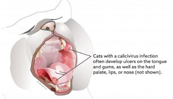猫杯状病毒可以治愈吗?杯状阳性猫咪有哪些养护注意事项? 猫杯状病毒可以治愈吗?杯状阳性猫咪有哪些养护注意事项?