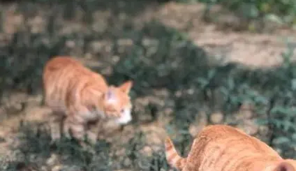 4天7只流浪猫离奇死亡!南宁一小区业主查看视频发现有人…… 4天7只流浪猫离奇死亡!南宁一小区业主查看视频发现有人……