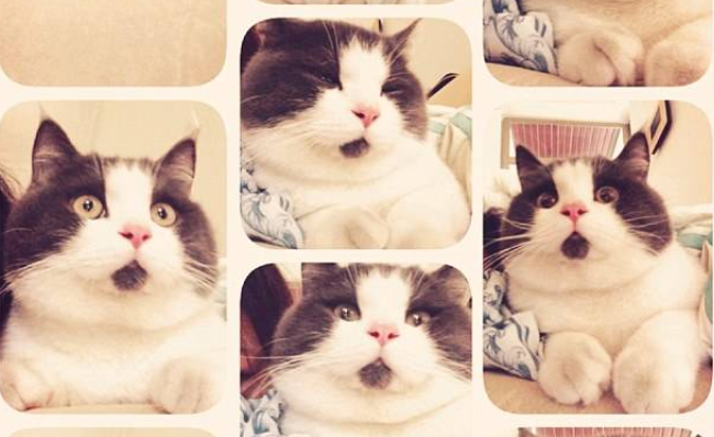 网络红猫悉数亮相 又添新成员'惊讶猫' 网络红猫悉数亮相 又添新成员'惊讶猫'