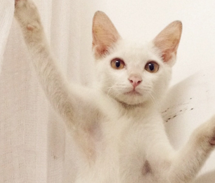 猫咪被主人关在蚊帐外,没想到聪明的猫咪最后这样溜了进去! 猫咪被主人关在蚊帐外,没想到聪明的猫咪最后这样溜了进去!