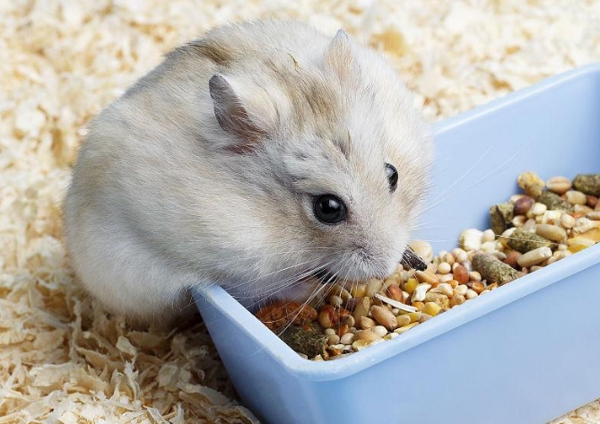 仓鼠喜欢吃什么食物 仓鼠喜欢吃什么食物
