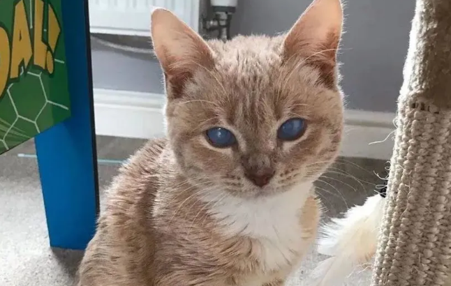 侏儒猫能生小猫吗
