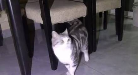 路边女人“盗窃”宠物猫惹争议，宠物店老板：他在路上晒太阳