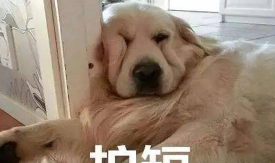 金毛宝宝不小心打碎了杯子,金毛妈妈让它们罚站,网友看见后大笑 金毛宝宝不小心打碎了杯子,金毛妈妈让它们罚站,网友看见后大笑