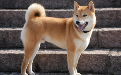 中华田园犬小型狗种
