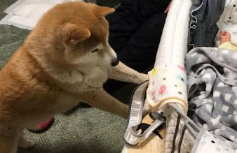 一只15岁的老柴犬,见到刚出生的小主人时,它的反应让人笑出泪 一只15岁的老柴犬,见到刚出生的小主人时,它的反应让人笑出泪