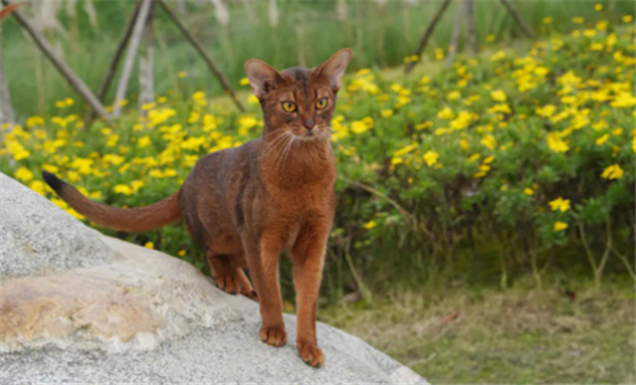 阿比西尼亚猫太皮了 阿比西尼亚猫太皮了