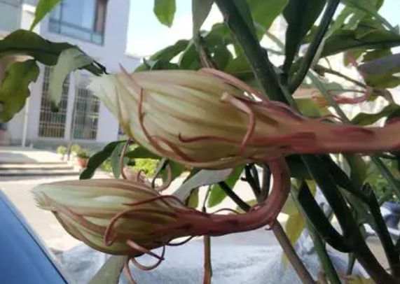 昙花一现是为了 昙花一现是为了