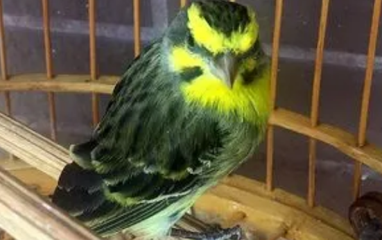金青鸟多久洗一次澡