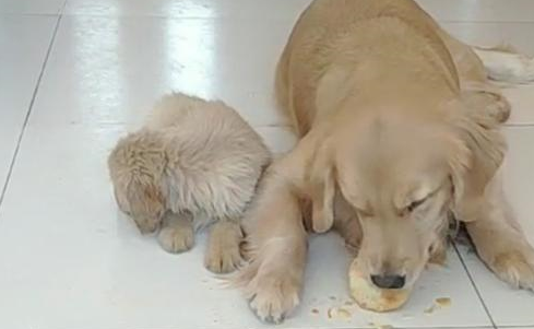 母子俩饿了一天，最终面对诱人食物，金毛狗妈又会做出什么选择？