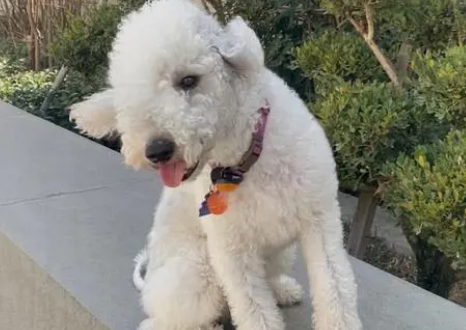 贝灵顿梗好养吗 是作为高级宠物犬的最佳选择