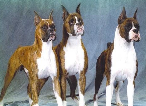 犬界的搏斗家-德国拳师犬 犬界的搏斗家-德国拳师犬