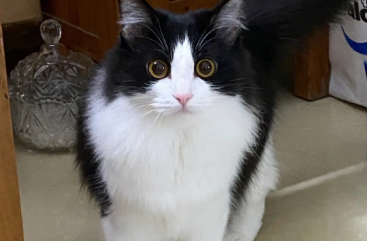 奶牛猫是英短吗