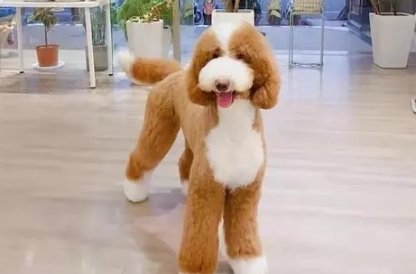 巨大贵宾犬多少钱
