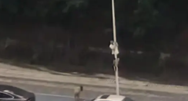 男子在深圳龙岗区遭遇大狗挡路,虽然害怕但紧急爬上电线杆自救 男子在深圳龙岗区遭遇大狗挡路,虽然害怕但紧急爬上电线杆自救