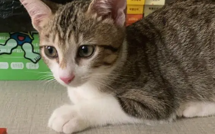 田园猫换毛期是什么时候
