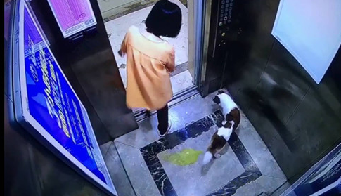 下班回家，女孩牵着狗走进电梯，大家本能地往后靠，并说道