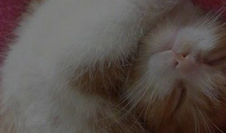 猫咪睡觉的姿势真是绝了,看到它上课打盹,真的不要太可爱 猫咪睡觉的姿势真是绝了,看到它上课打盹,真的不要太可爱
