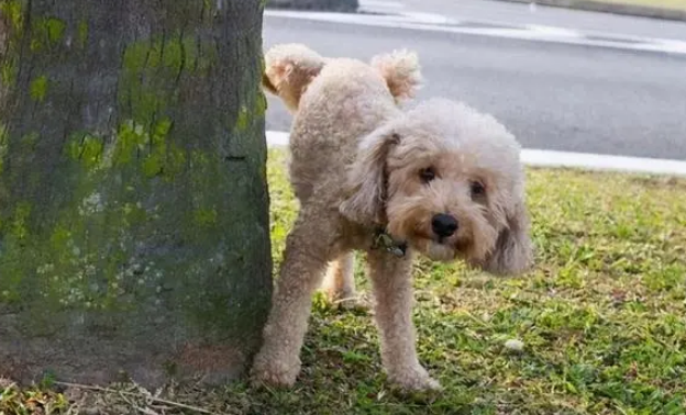 狗hank为什么退出b站 狗hank为什么退出b站