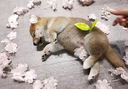 美甲店邀请小柴犬上班，这小奶狗却超不敬业，第一天上班就在店里睡大觉