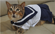 侏儒猫寿命一般多长