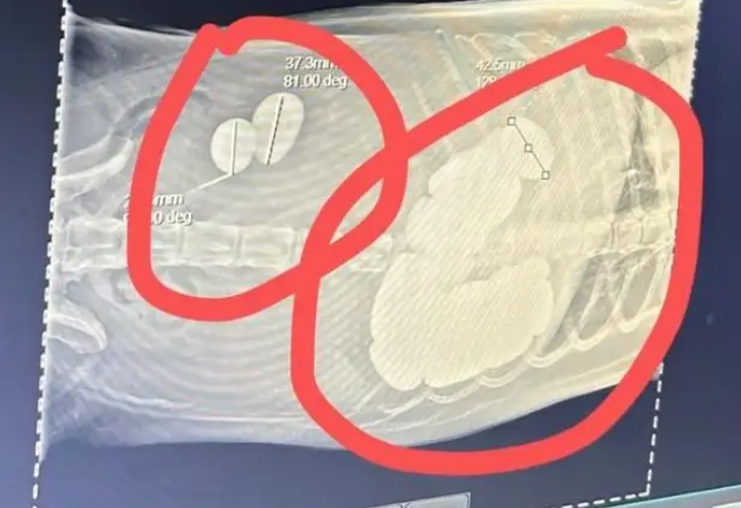 金毛误吞20多颗石头,一碰肚子还沙沙作响。网友说:别动狗子的舍利子... 金毛误吞20多颗石头,一碰肚子还沙沙作响。网友说:别动狗子的舍利子...