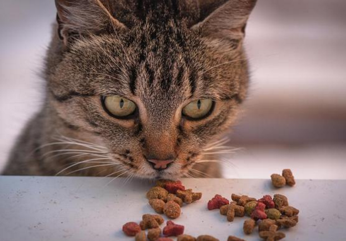 成年猫咪一天吃多少猫粮 成年猫咪一天吃多少猫粮
