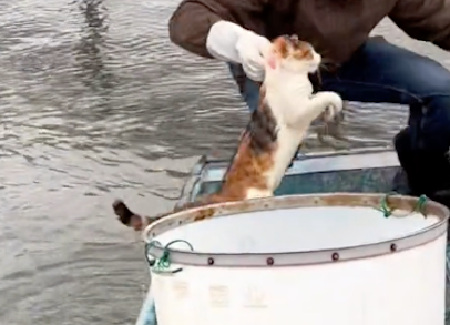 猫咪看到主人的船后,竟主动跳进水里游过来,为了陪主人也是拼了 猫咪看到主人的船后,竟主动跳进水里游过来,为了陪主人也是拼了