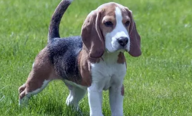 比格犬适合家养吗 中小型犬种最适合家养 比格犬适合家养吗 中小型犬种最适合家养