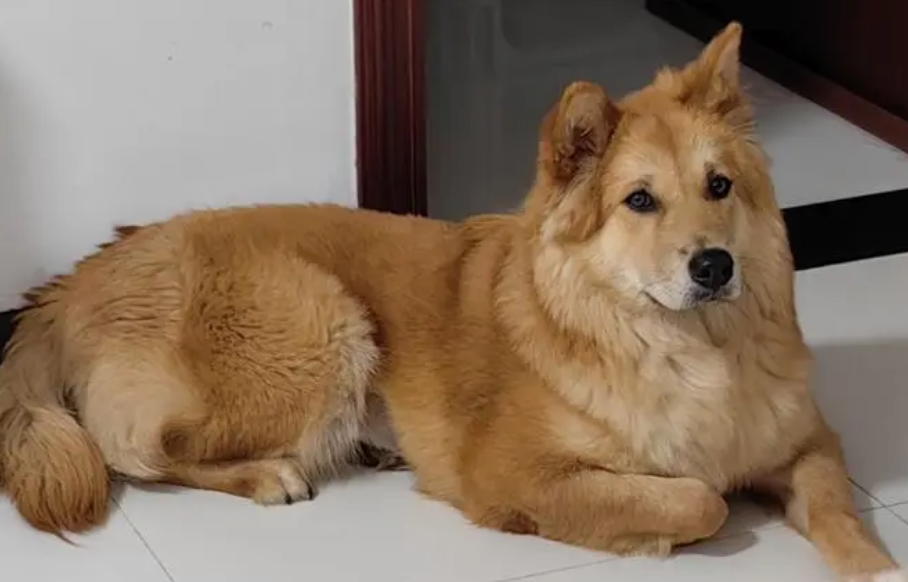 土松犬与土狗哪种好养? 土松犬与土狗哪种好养?