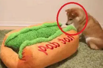 主人给柴犬买了个新窝,下一秒柴柴做出这个举动,让人笑喷 主人给柴犬买了个新窝,下一秒柴柴做出这个举动,让人笑喷